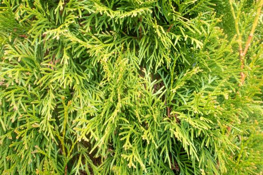 Texture of juniper close up in the sun.