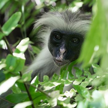 curious shaggy ape on a tree in Jozani Chwaka Bay National Park, Zanzibar