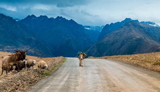 Donkey with package on lonesome road on background of blue mountains in Bolivia
