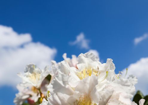 Beautiful petals of Rhododendron flower Cunningham's White on the background of blue sky with clouds