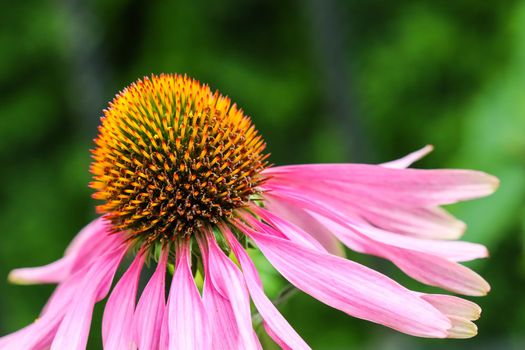 Echinacea purpurea ( coneflower). Beautiful purple flowers with an orange center in the garden