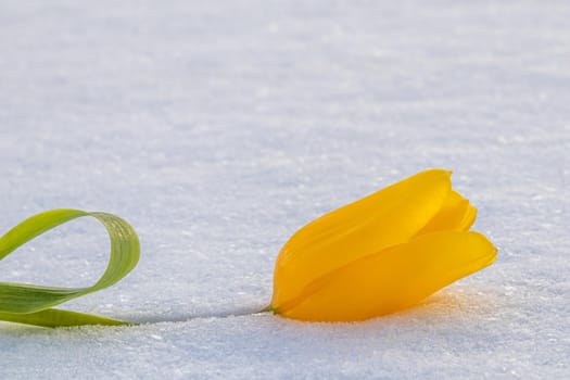 Yellow tulip with green leaves on a white natural snow background. Spring holiday concept. Space for your text