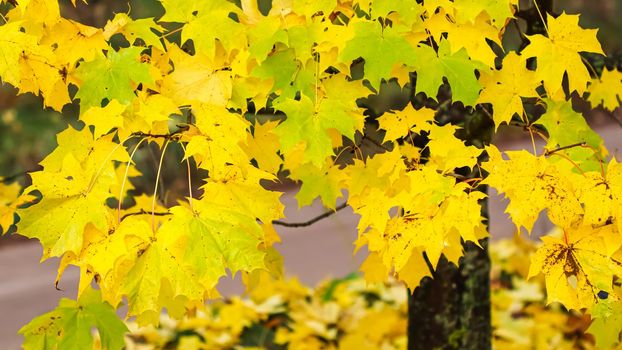 Bright colorful autumn leaves on the maple in sunny day