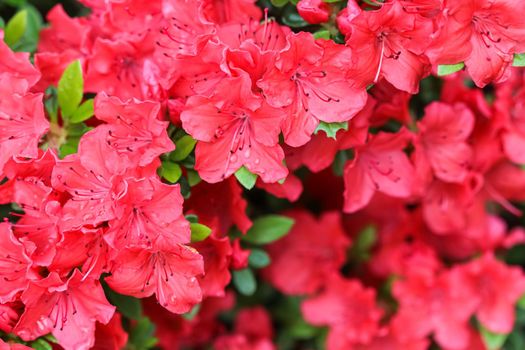 Blooming red azalea flowers with dew drops in spring garden. Gardening concept. Floral background