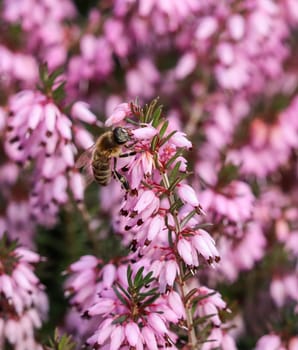 Pink Erica Carnea flowers (Winter Hit) and a working bee in a spring garden