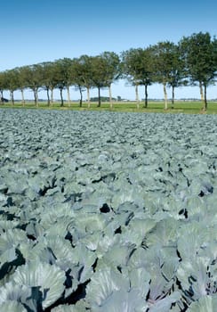 red cabbage field under blue summer sky in dutch province of noord holland under blue summer sky in the netherlands with tree lined road