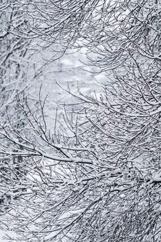 Snowing landscape, winter holiday concept - Fairytale fluffy snow-covered trees branches, nature scenery with white snow and cold weather. Snowfall in winter park. Soft focus