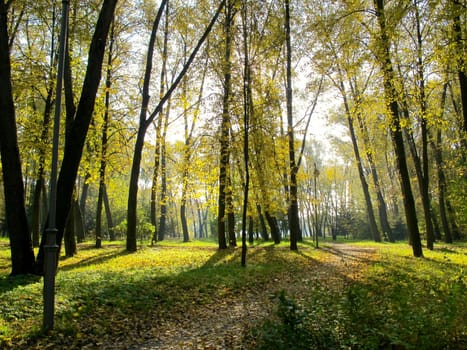 Beautiful golden autumn in the park