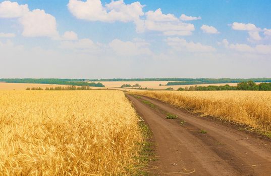 road through a wheat field