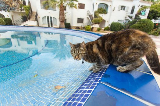 Cute cat drinking water from swimming pool.