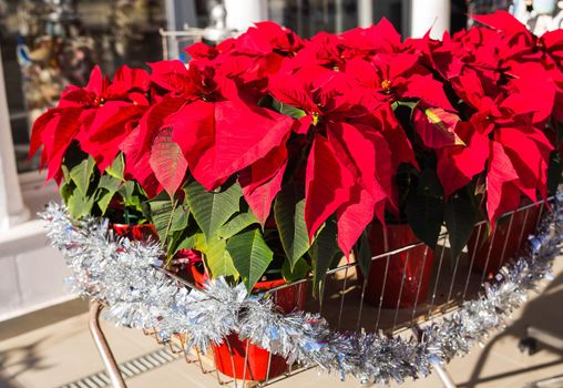 Red poinsettia flower, traditional Christmas decoration