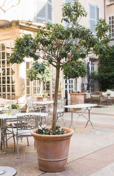 Green potted plants in beautiful pot outdoor.