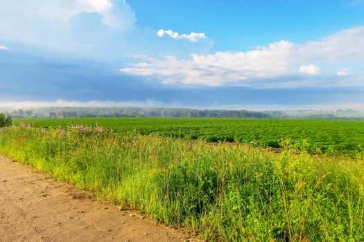 Green crops growing in straight rows in the agricultural field, the landscape in the spring or early summer.