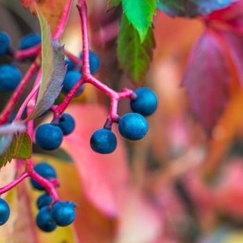 close-up photo of colorful autumn leaves