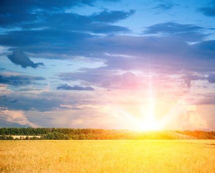 wheat field on a background of the beautiful sky