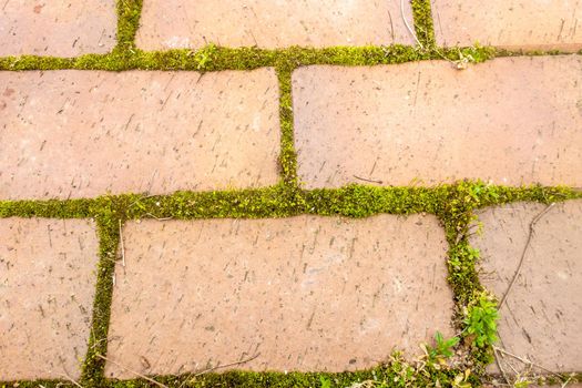 Texture as an element of design, road tile overgrown with moss. Beautiful background for design of printed product.