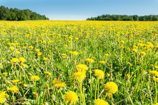 Yellow dandelions. Bright, juicy dandelion flowers against the background of green spring meadows in late May.