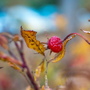 close-up photo of colorful autumn leaves