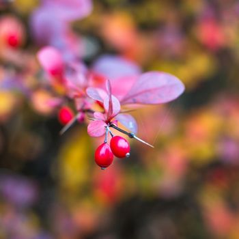 close-up photo of colorful autumn leaves