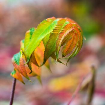 close-up photo of colorful autumn рябины leaves