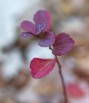 close-up photo of colorful autumn leaves. soft focus