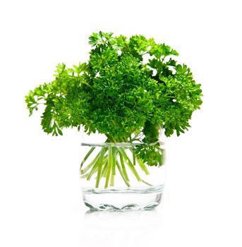 Fresh leaf of parsley on white background