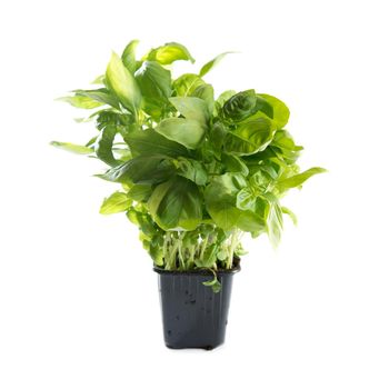 Basil. Sweet basil sprout in flower pot. Isolated on white background