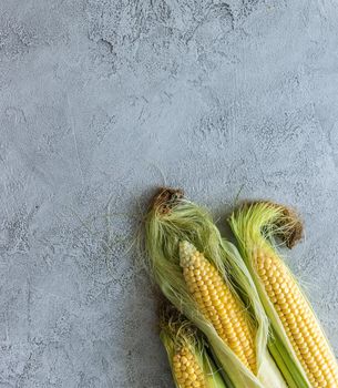 Fresh golden corn still on a cob, wrapped in their coating, naturally grown, topview, copyspace