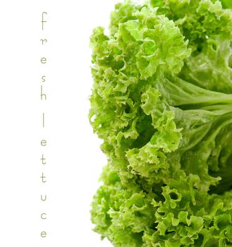 green leaves lettuce isolated on white background