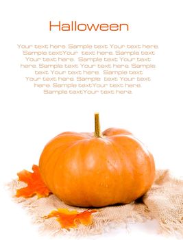 Pumpkins and maples over white background with copyspace