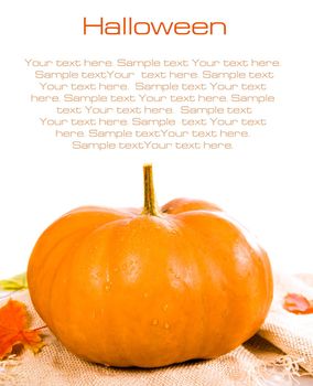 Pumpkins and maples over white background with copyspace