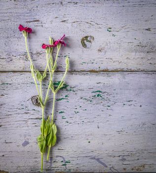 clover and wildflowers slightly dried, in a glass bottle, weathered paint background, copyspace, topview