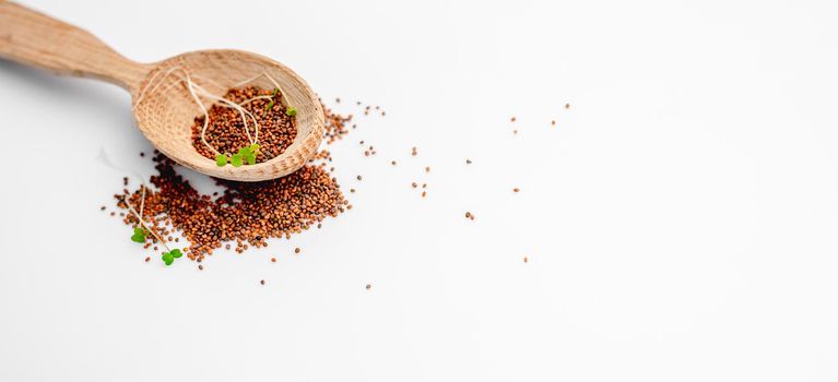 Mustard seeds with organic microgreens sprouts in wooden spoon scattered and isolated on white background
