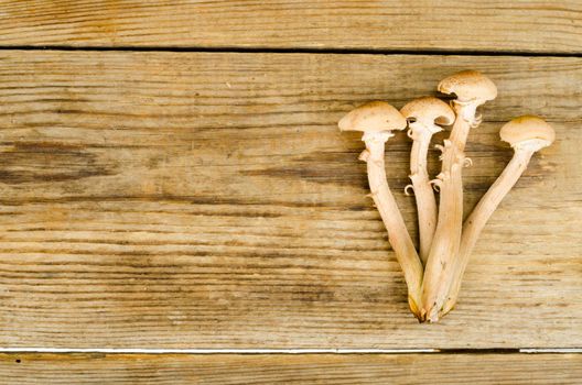 Mushrooms Armillaria mellea autumn in bucket. Studio Photo.