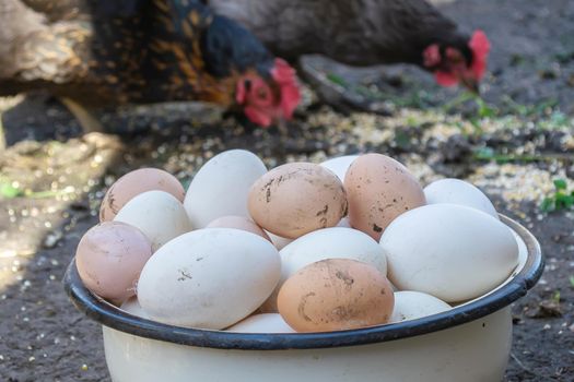 geese and chicken on the farm, eggs in a bowl.