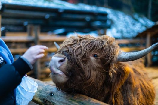Little girl feeding cow on the farm. Close up. Copy space