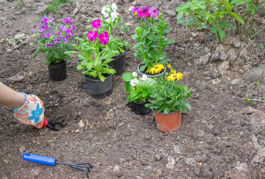 The girl plants flowers in the flowerbed.