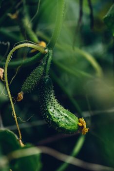 Fresh Cucumbers Growing In The Greenhouse