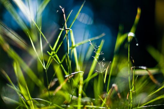 green grass in the light of the sun with blured background