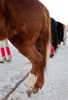 photo of horse backs in row