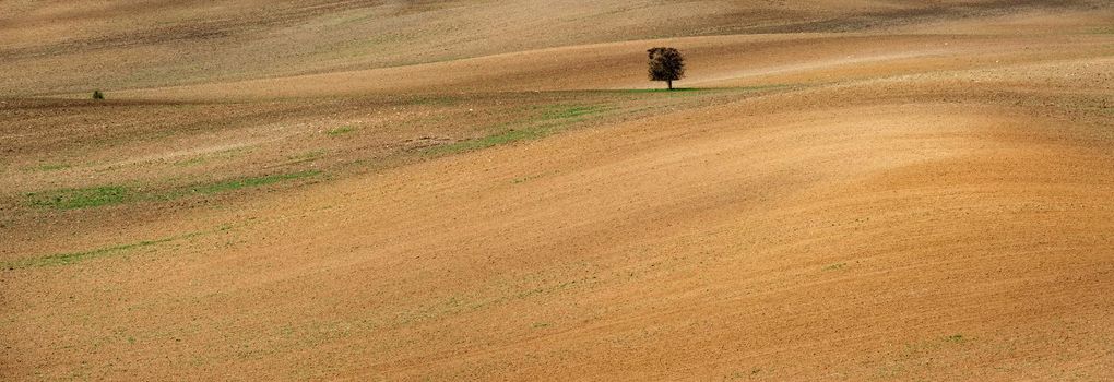 Lonely tree among the slopes of spacious Moravian czech fied
