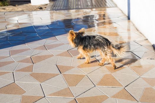 Black and sable tan purebred typical australian terrier dog.