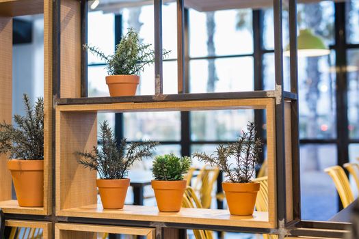 Green potted plants in beautiful pot outdoor.