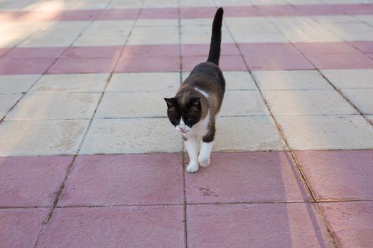 Pet, spring and animals concept - Cute cat walking along path outdoor lit by beams of sun.