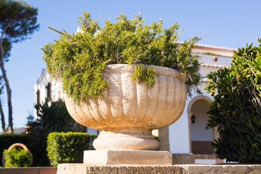 Green potted plants in beautiful pot outdoor.