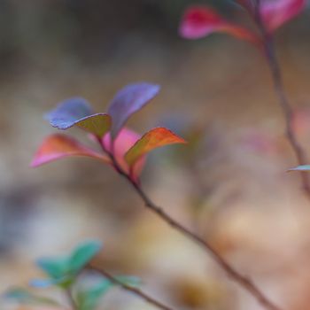 close-up photo of colorful autumn leaves