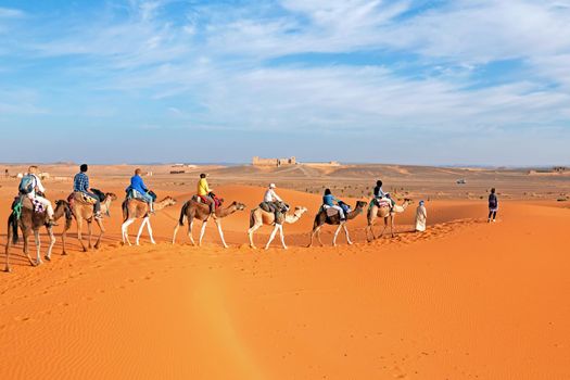 Camel caravan going through the Sahara Desert in Morocco Africa