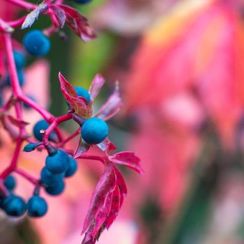 close-up photo of colorful autumn leaves