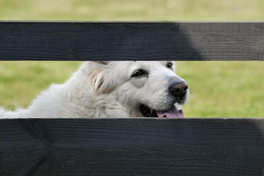 A dog looks over the fence