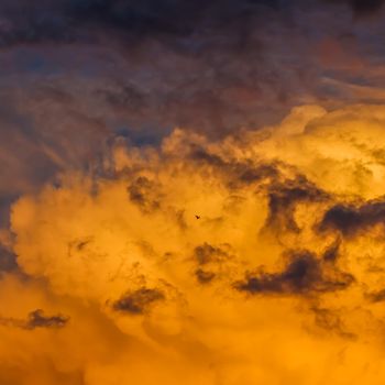 Background from a bright colorful sunset with clouds and a flying bird. High quality photo